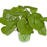 Wasabi 'Mephisto Green'