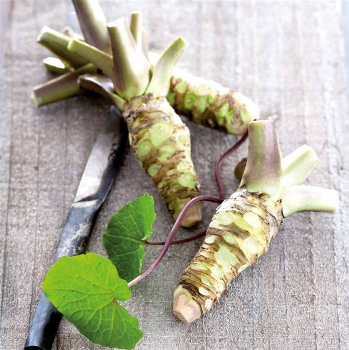 Wasabi 'Mephisto Green'