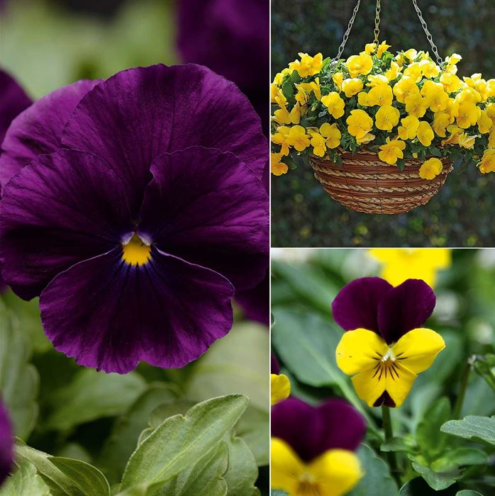 Winterveilchen 'Ice Teenies® Kraftvolle Kontraste'