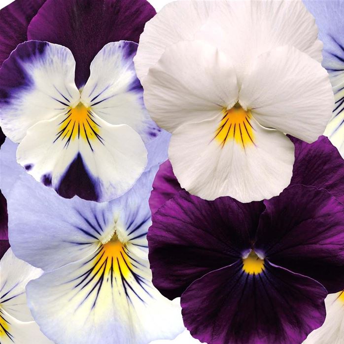 Winterveilchen 'Ice Teenies® Power-Sortiment'