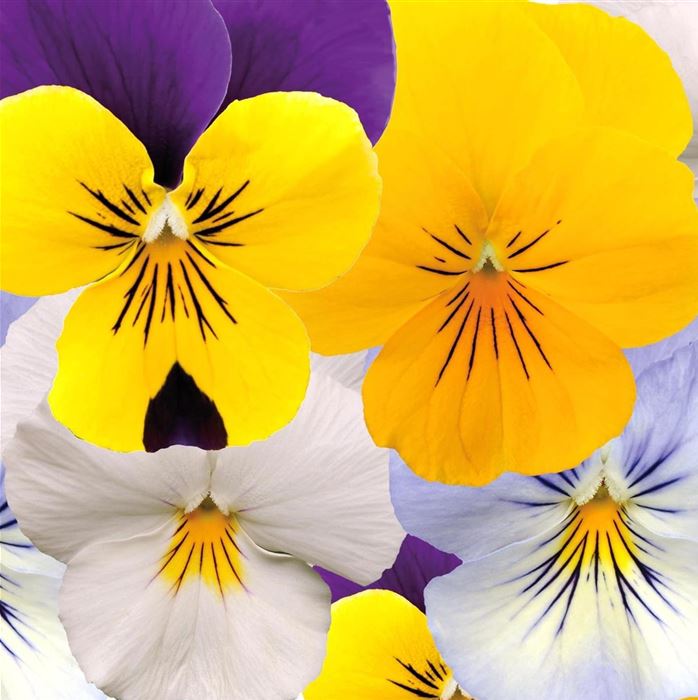 Winterveilchen 'Ice Teenies® Sonnenschein-Sortiment'