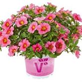 Zauberglöckchen 'Calita® Compact Peach Morn'