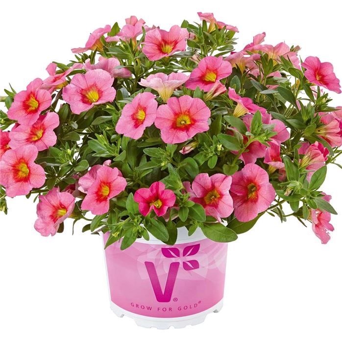 Zauberglöckchen 'Calita® Compact Peach Morn'