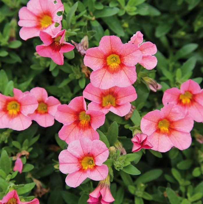 Zauberglöckchen 'Calita® Compact Peach Morn'