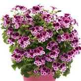 Zitronengeranie PAC® 'Angeleyes® Purple Lavender'