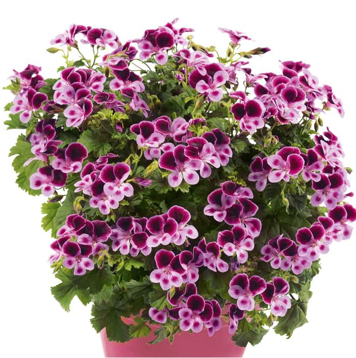 Zitronengeranie PAC® 'Angeleyes® Purple Lavender'