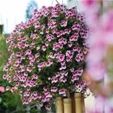 Zitronengeranie PAC® 'Angeleyes® Purple Lavender'