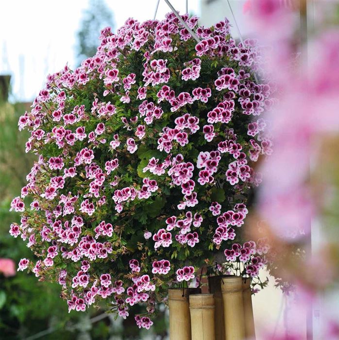 Zitronengeranie PAC® 'Angeleyes® Purple Lavender'