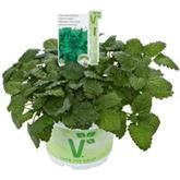 Zitronenmelisse 'Relax'