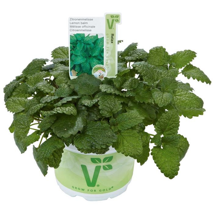Zitronenmelisse 'Relax'