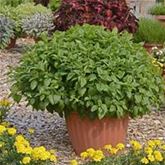 Zitronenmelisse 'Relax'