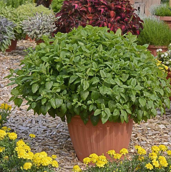 Zitronenmelisse 'Relax'