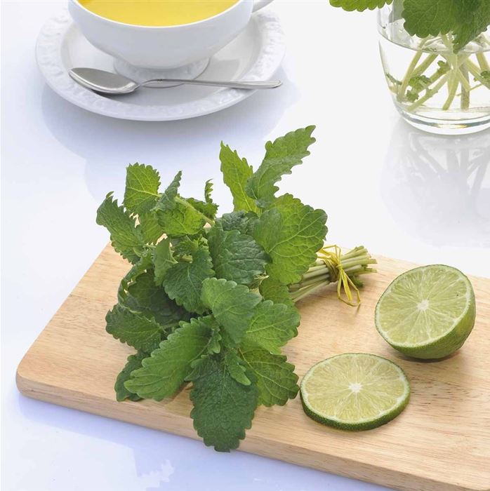 Zitronenmelisse 'Relax'