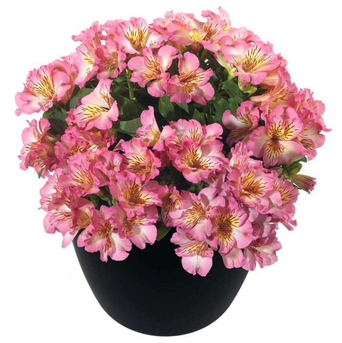 Inkalilie 'Inticancha® Sunshine'