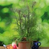 Bronzefenchel 'Smokey'