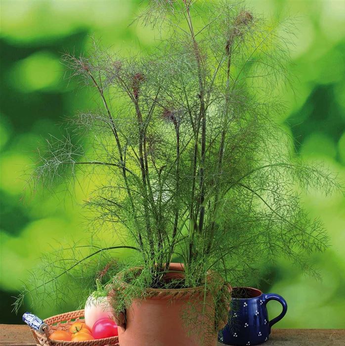 Bronzefenchel 'Smokey'