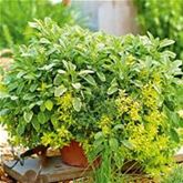 Kräuter-Trio 'Mix a Herb Barbecue Gold'