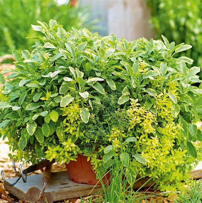 Kräuter-Trio 'Mix a Herb Barbecue Gold'