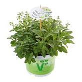 Kräuter-Trio 'Mix a Herb Barbecue Gold'