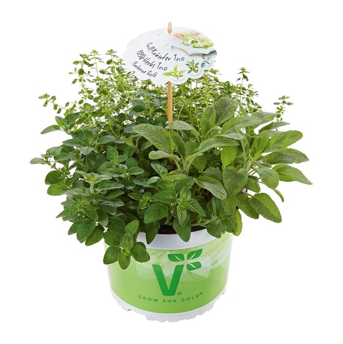 Kräuter-Trio 'Mix a Herb Barbecue Gold'