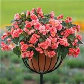 Duft-Begonie 'Sweet Spice English Rose'