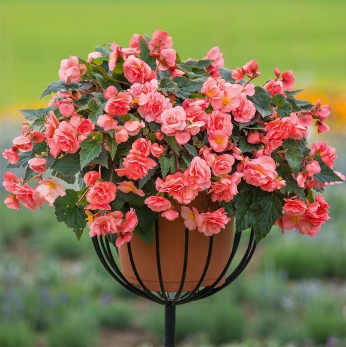 Duft-Begonie 'Sweet Spice English Rose'