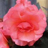 Duft-Begonie 'Sweet Spice English Rose'