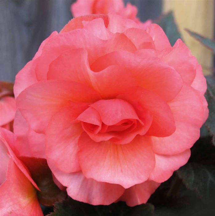 Duft-Begonie 'Sweet Spice English Rose'