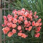 Duft-Begonie 'Sweet Spice English Rose'