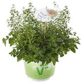 Kräuter-Trio 'Mix a Herb Pizza'