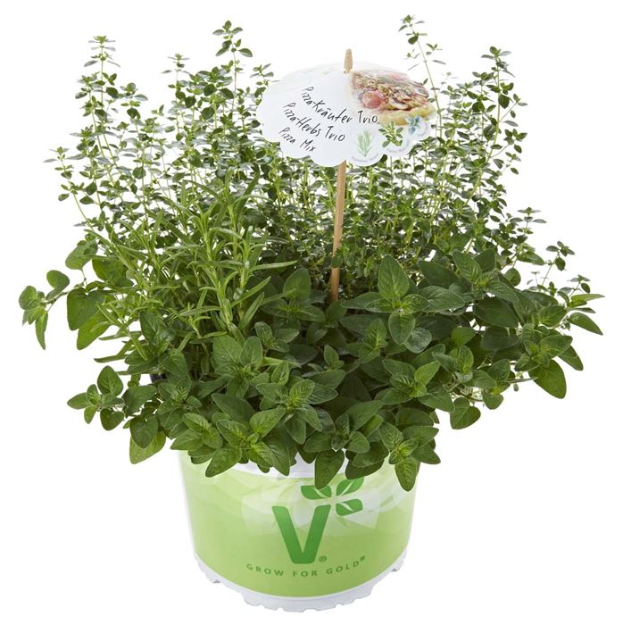 Kräuter-Trio 'Mix a Herb Pizza'