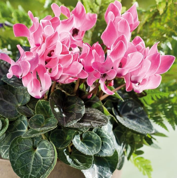 Duftende Gartenalpenveilchen 'Angelito® Pink'