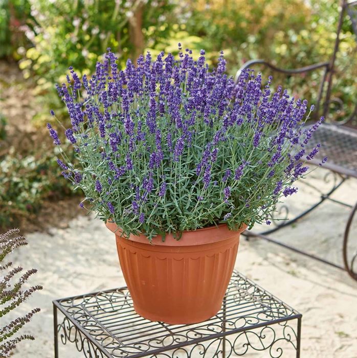 Lavendel 'Vienco® Purple' Lavendel 'Vienco® Purple'
