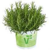 Duft-Rosmarin 'Saunoa®'