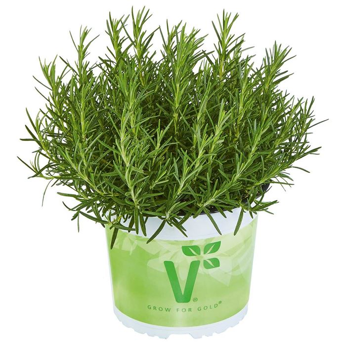Duft-Rosmarin 'Saunoa®'