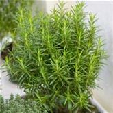 Duft-Rosmarin 'Saunoa®'