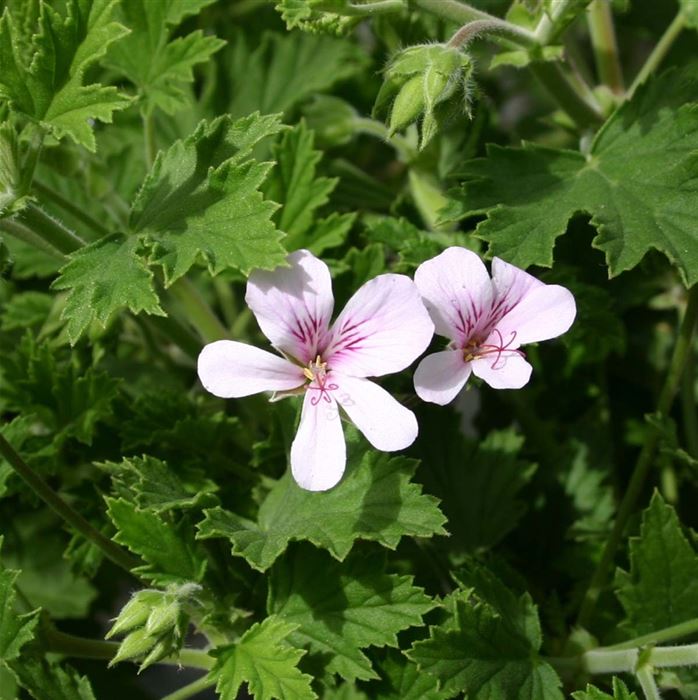 Limonen-Duftgeranie 'Grandeur® Odorata Lemon'