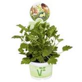 Limonen-Duftgeranie 'Grandeur® Odorata Lemon'