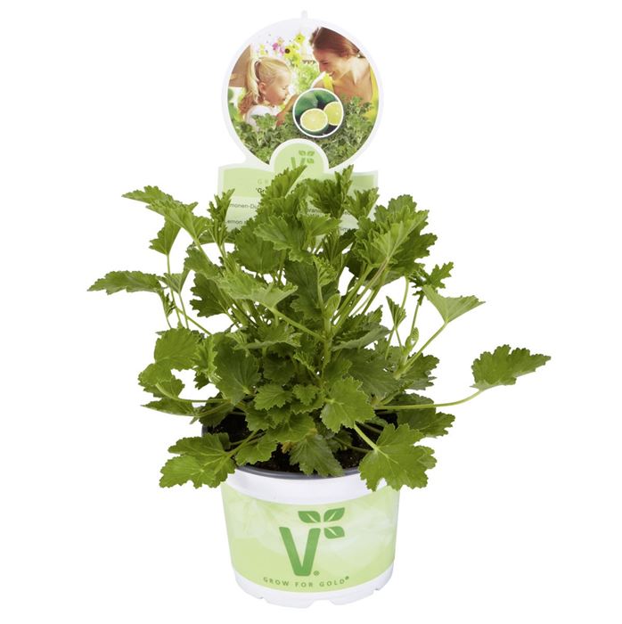 Limonen-Duftgeranie 'Grandeur® Odorata Lemon'