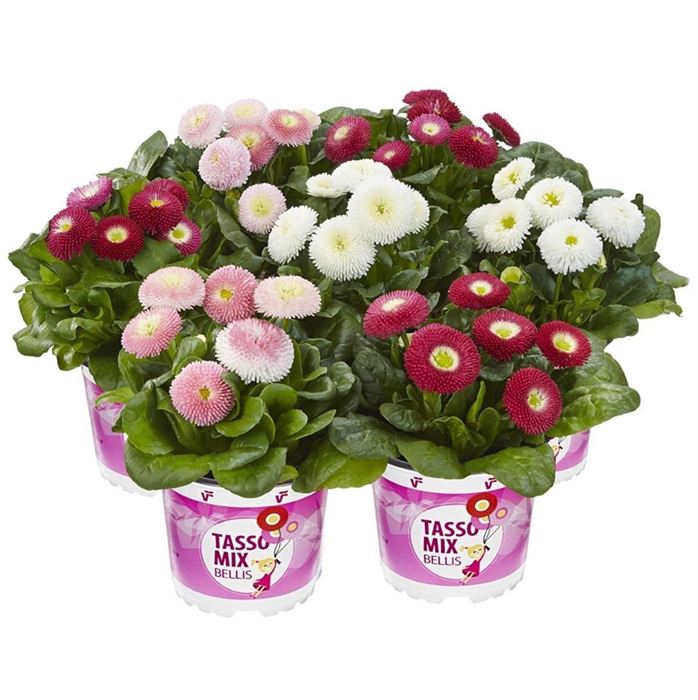 Edel-Gänseblümchen 'Tasso® Mix'