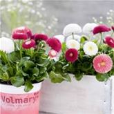 Edel-Gänseblümchen 'Tasso® Mix'