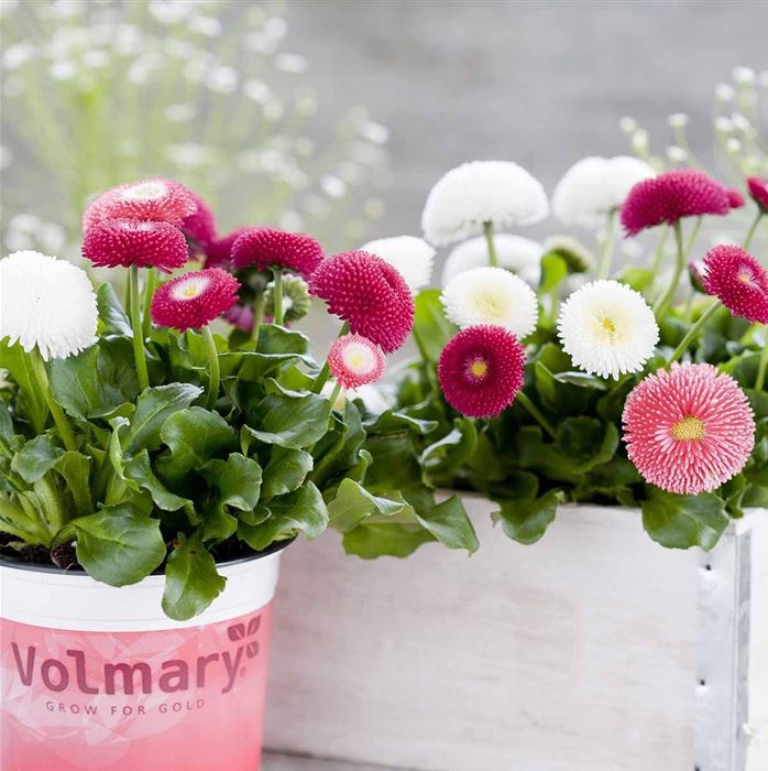 Edel-Gänseblümchen 'Tasso® Mix'