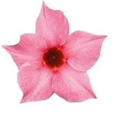 Mandevilla 'Sundaville Classic Cream Pink'