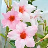 Mandevilla 'Sundaville Classic Cream Pink'