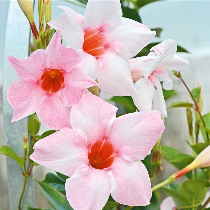 Mandevilla 'Sundaville Classic Cream Pink'