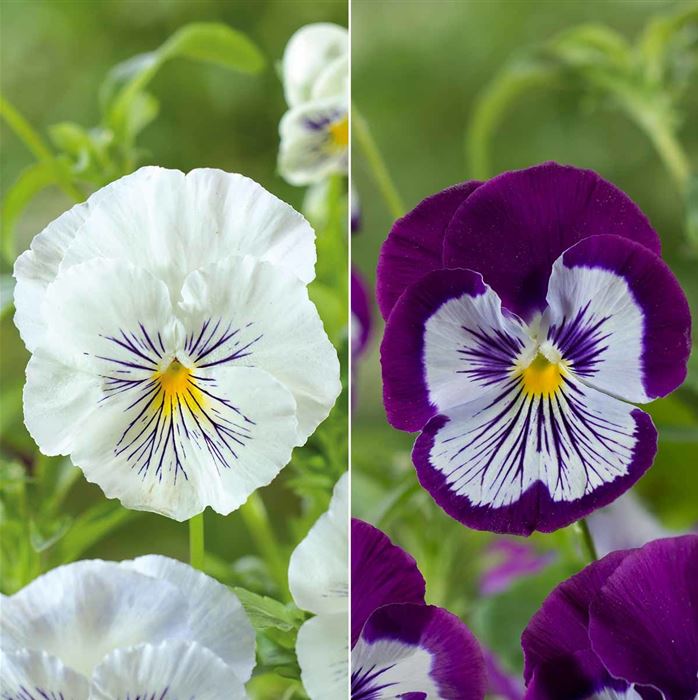 Edelveilchen 'Cats® Purple Mix'