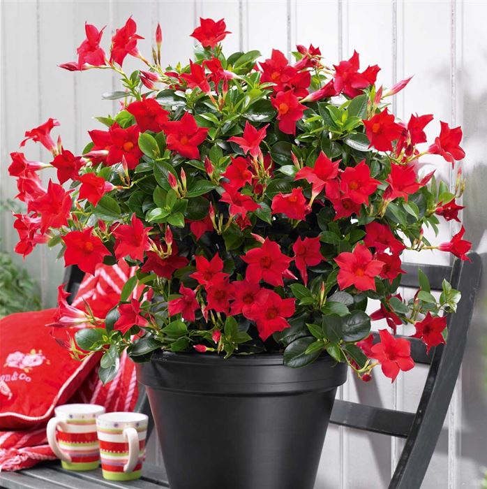 Mandevilla 'Sundaville Classic Red'