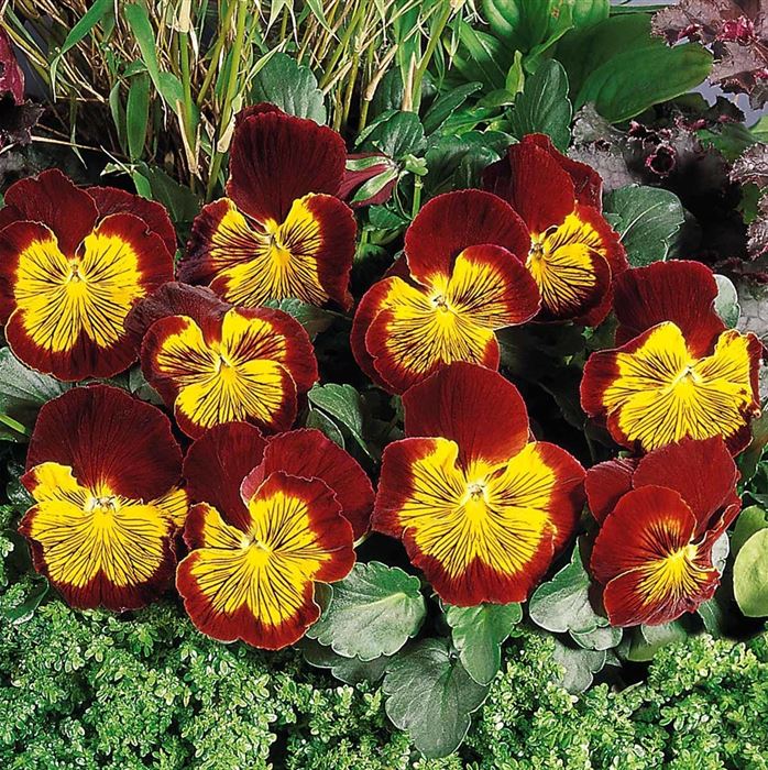 Edel-Veilchen 'Cats® Red with Gold'