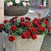 Rokoko-Nelke 'Sweet Pleasure® Dark Red'