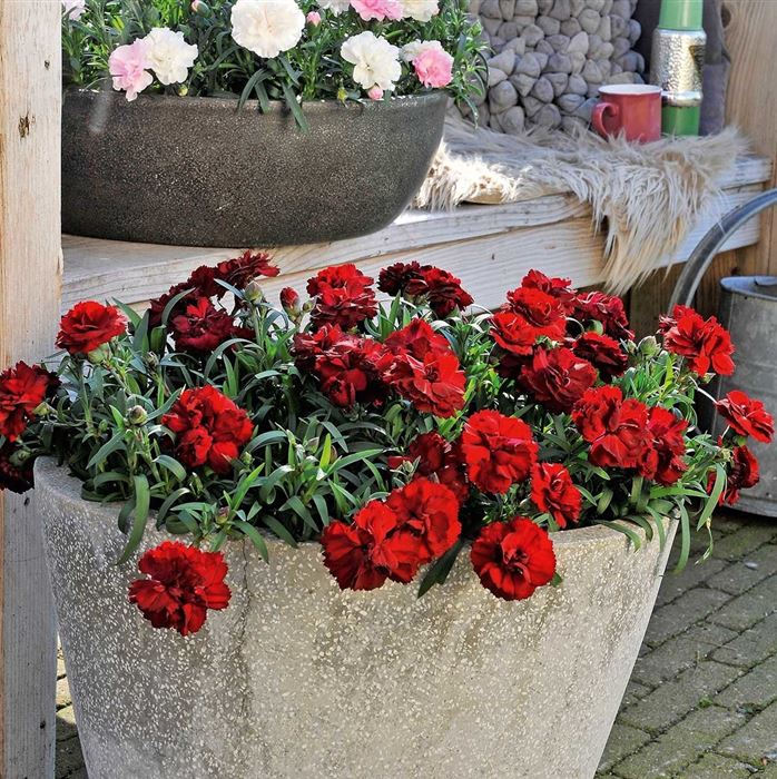 Rokoko-Nelke 'Sweet Pleasure® Dark Red'